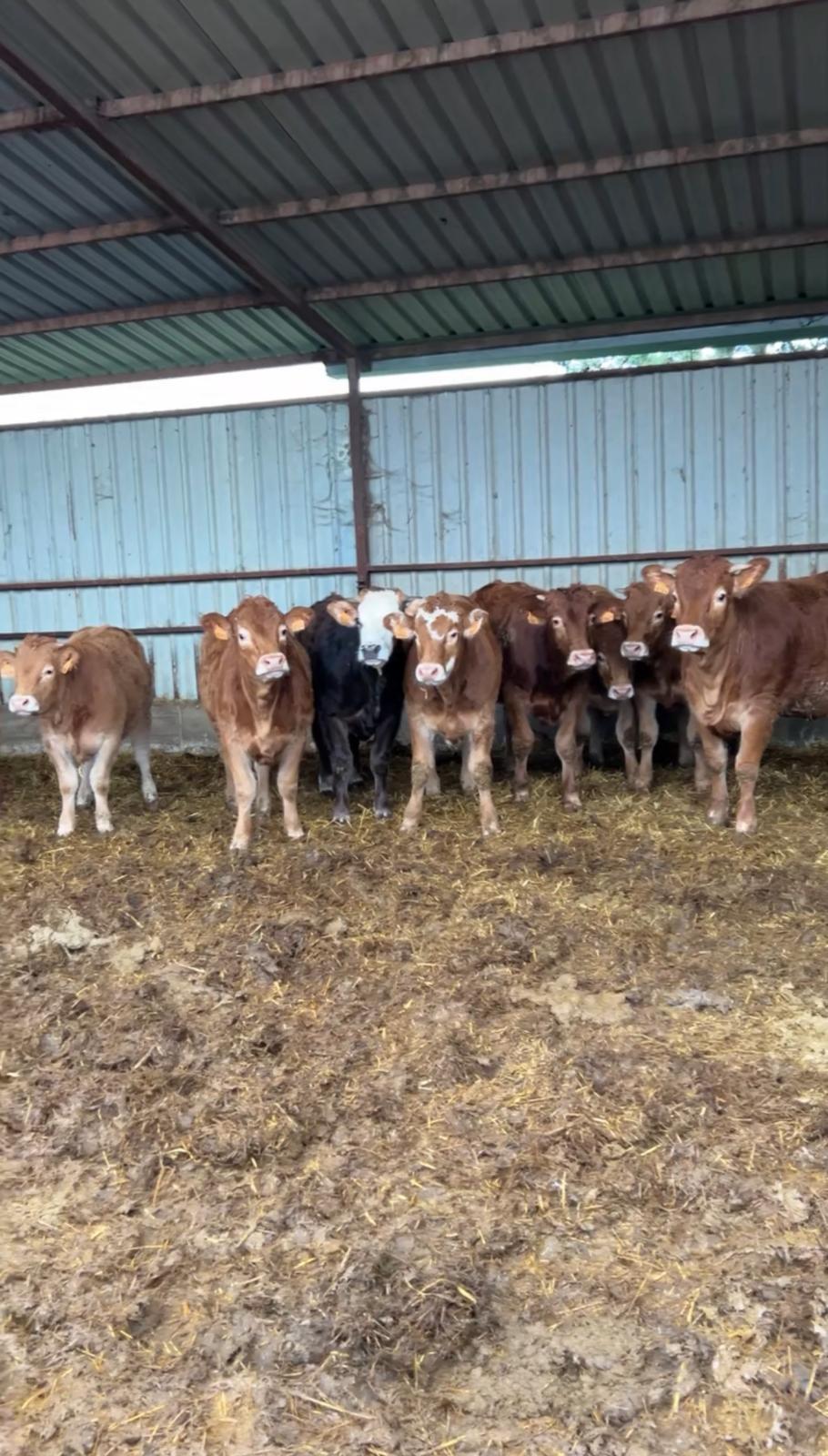 Terneros de ganadería propia de Hnos. Pérez Gil pastando en Tudela